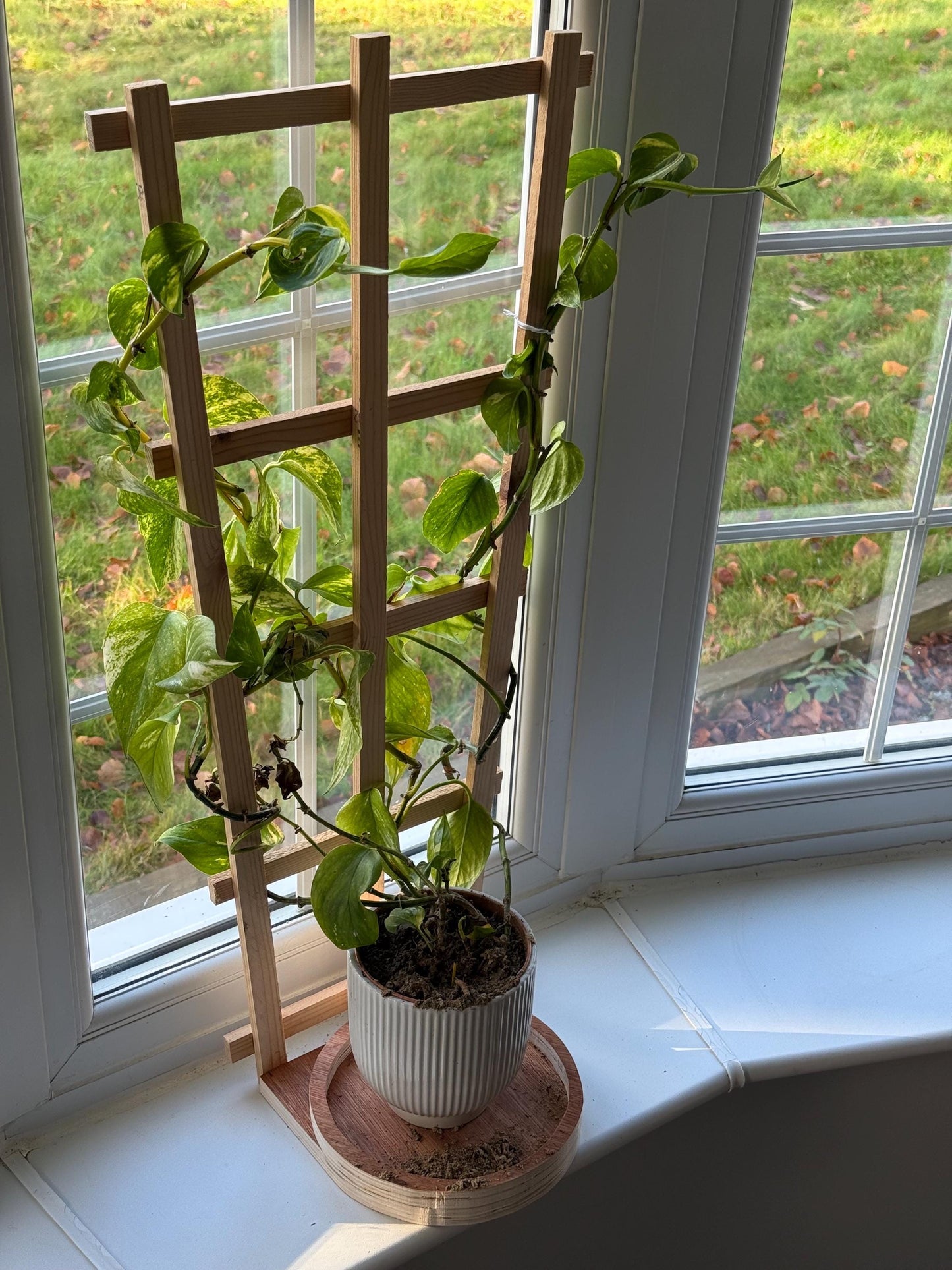 Trellis climbing plant plate