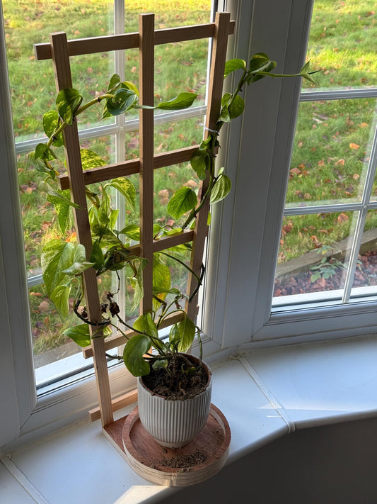 Trellis climbing plant plate