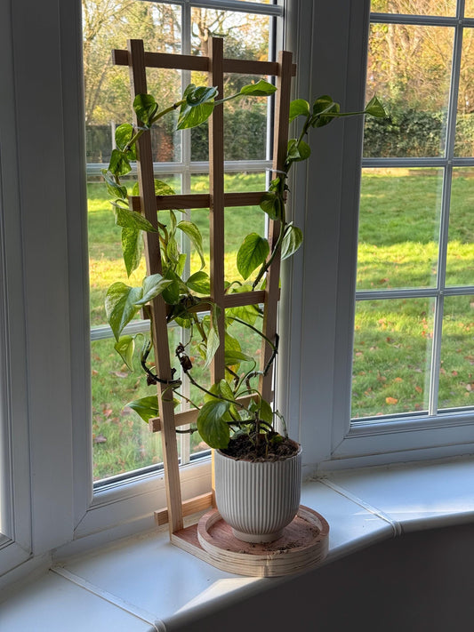 Trellis climbing plant plate